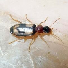Dromius quadrimaculatus