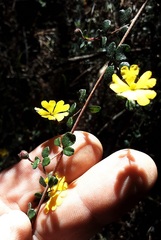 Hibbertia decumbens