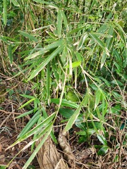 Phyllostachys makinoi