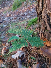 Polypodium vulgare