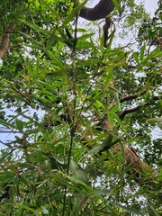 Phyllostachys makinoi