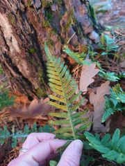 Polypodium vulgare