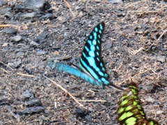 Graphium policenes