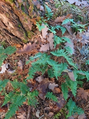 Polypodium vulgare