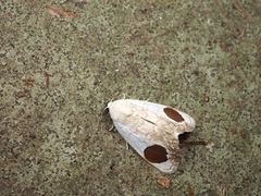 Sphragifera sigillata