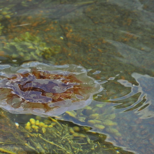 Lion's Mane Jellies photographed in Maine