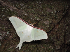 Actias aliena aliena