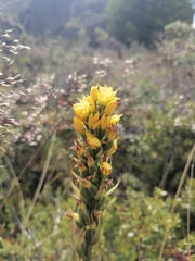 Gavilea lutea