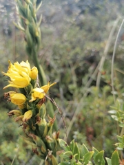 Gavilea lutea