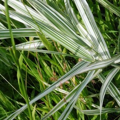 Phalaris arundinacea picta