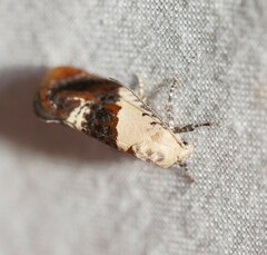 Hypertropha chlaenota