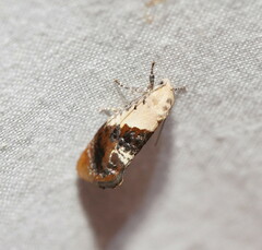 Hypertropha chlaenota