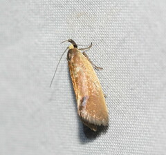 Delexocha ochrocausta