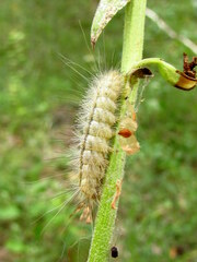 Spilosoma lutea