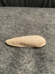 Cyrtopleura costata