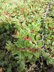 Nothofagus antarctica