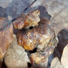 Andricus dentimitratus