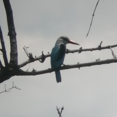 Halcyon senegalensis