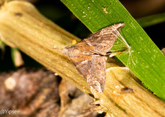 Hypena laceratalis