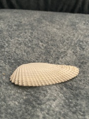 Cyrtopleura costata