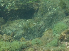 Scobinichthys granulatus