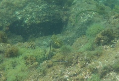Scobinichthys granulatus