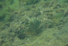 Scobinichthys granulatus