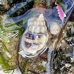 Nassarius jacksonianus