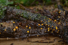 Vibrissea truncorum