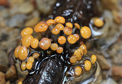 Vibrissea truncorum