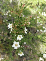Escallonia virgata