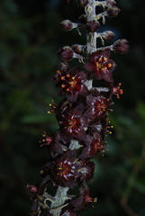 Veratrum nigrum