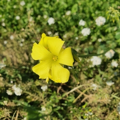 Oxalis pes-caprae