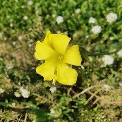 Oxalis pes-caprae