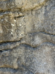 Cryptachaea gigantipes