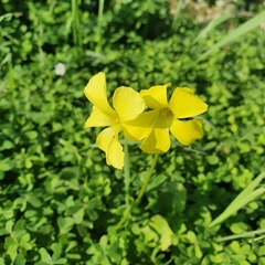 Oxalis pes-caprae