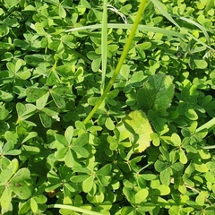 Oxalis pes-caprae