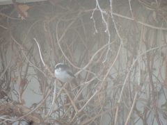 Aegithalos caudatus magnus