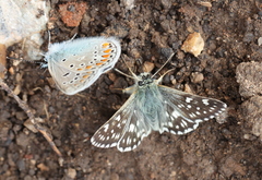 Muschampia cribrellum