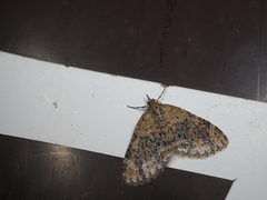 Acasis viretata