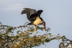 Leptoptilos crumenifer