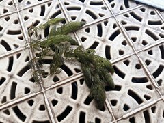 Ceratophyllum