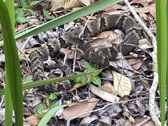 Bothrops jararaca