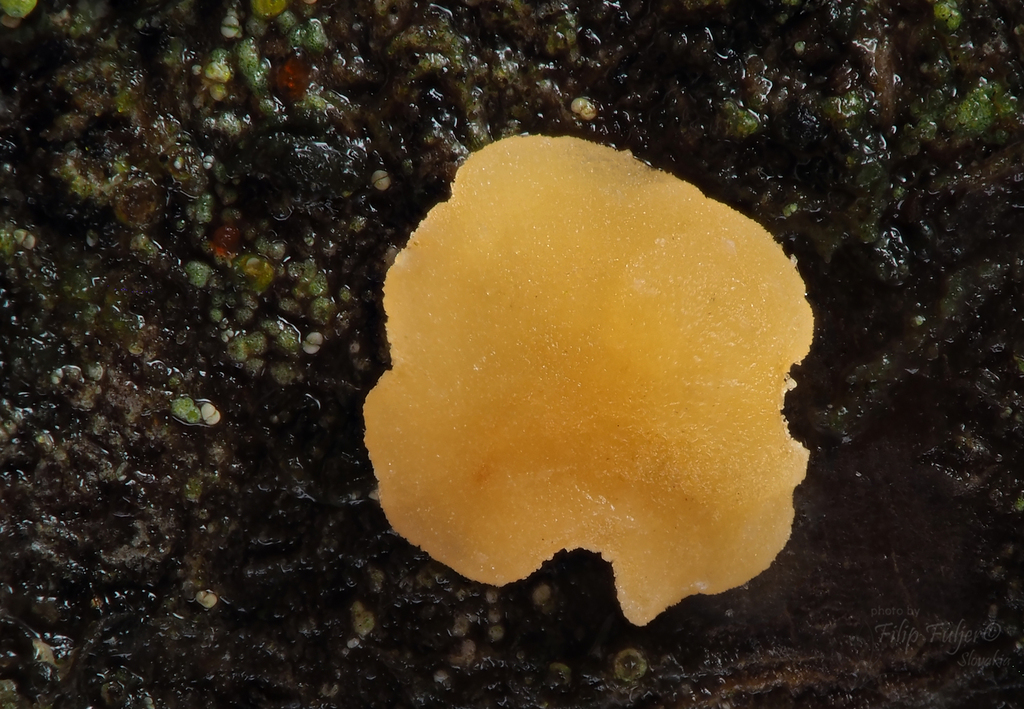 Xerombrophila