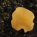 Xerombrophila crystallifera - Photo (c) Filip Fuljer, some rights reserved (CC BY-NC), uploaded by Filip Fuljer