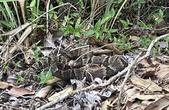 Bothrops jararaca
