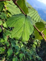 Rubus formosensis
