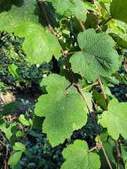 Rubus formosensis