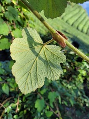 Rubus formosensis