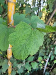Rubus formosensis
